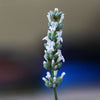 Exceptional™ Lavender Plant