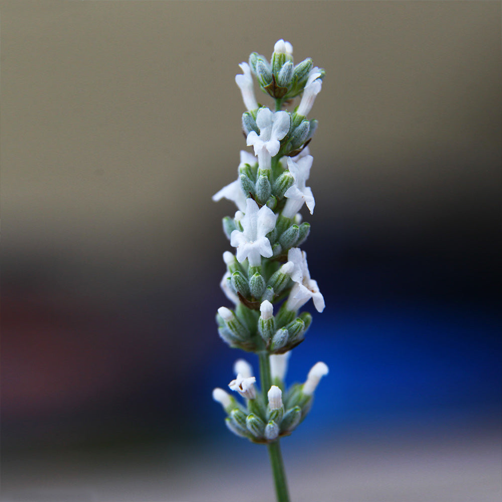 Exceptional™ Lavender Plant