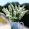 Exceptional™ Lavender Plant