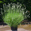 Exceptional™ Lavender Plant