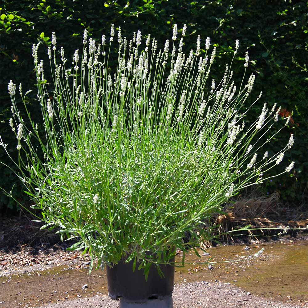 Exceptional™ Lavender Plant