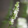 Exceptional™ Lavender Plant
