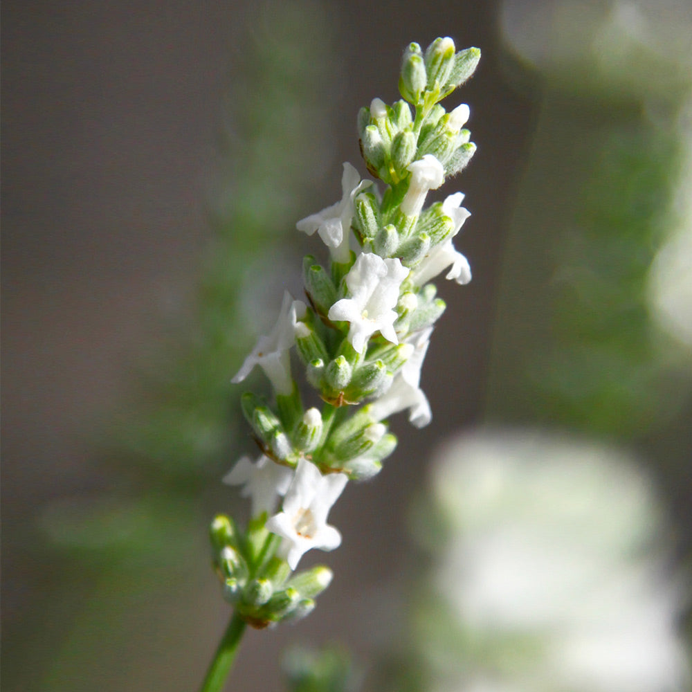 Exceptional™ Lavender Plant