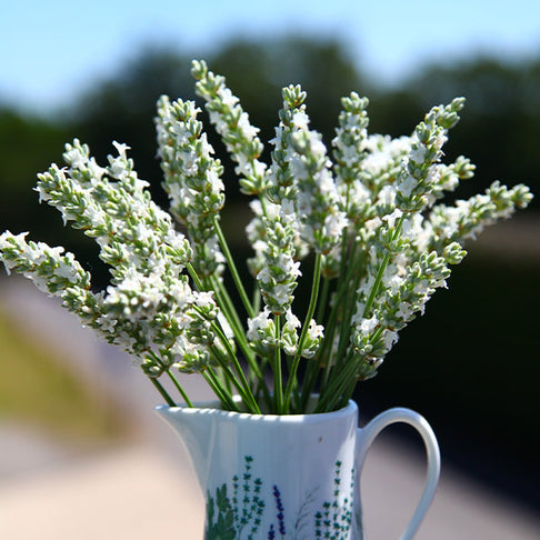 Exceptional™ Lavender Plant