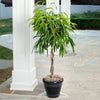 Ficus Alii Braid Plant