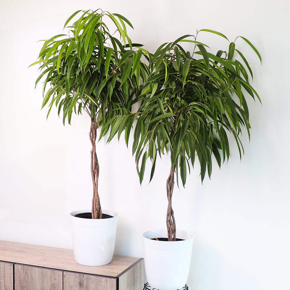 Ficus Alii Braid Plant