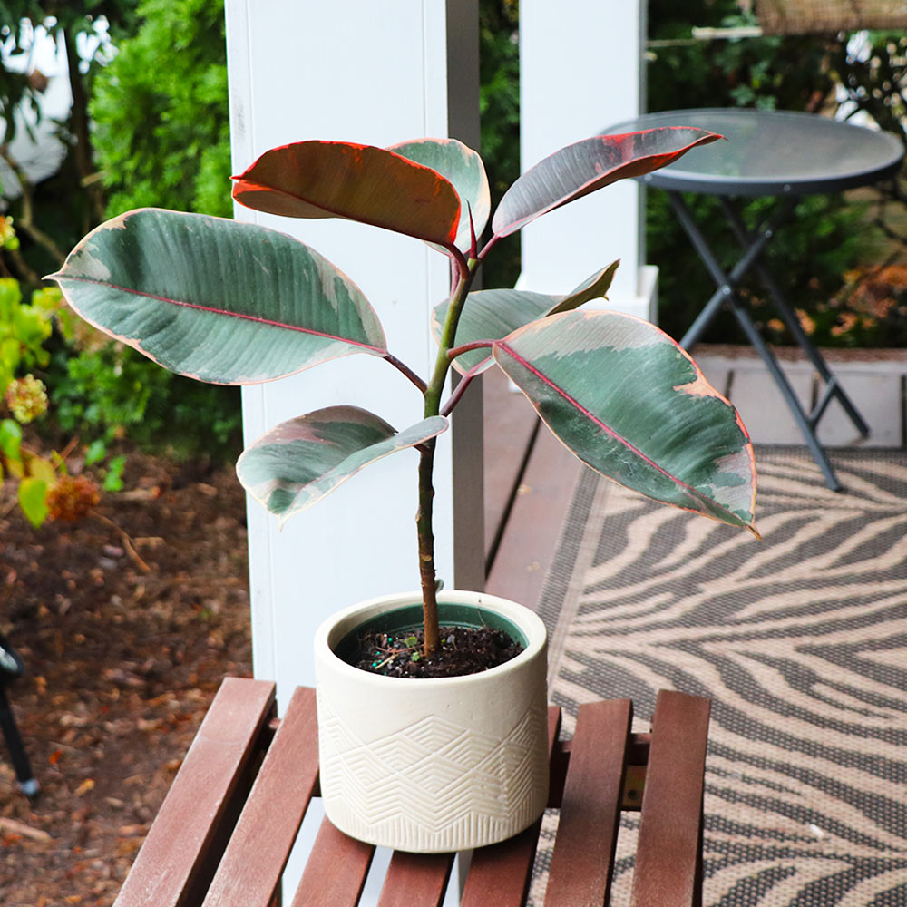 Ficus Ruby (Variegated Rubber Plant)