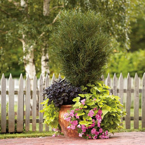 Fine Line® Buckthorn Shrub