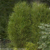 Fine Line® Buckthorn Shrub