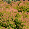 Southern Living® Fire Chief™ Thuja Shrub