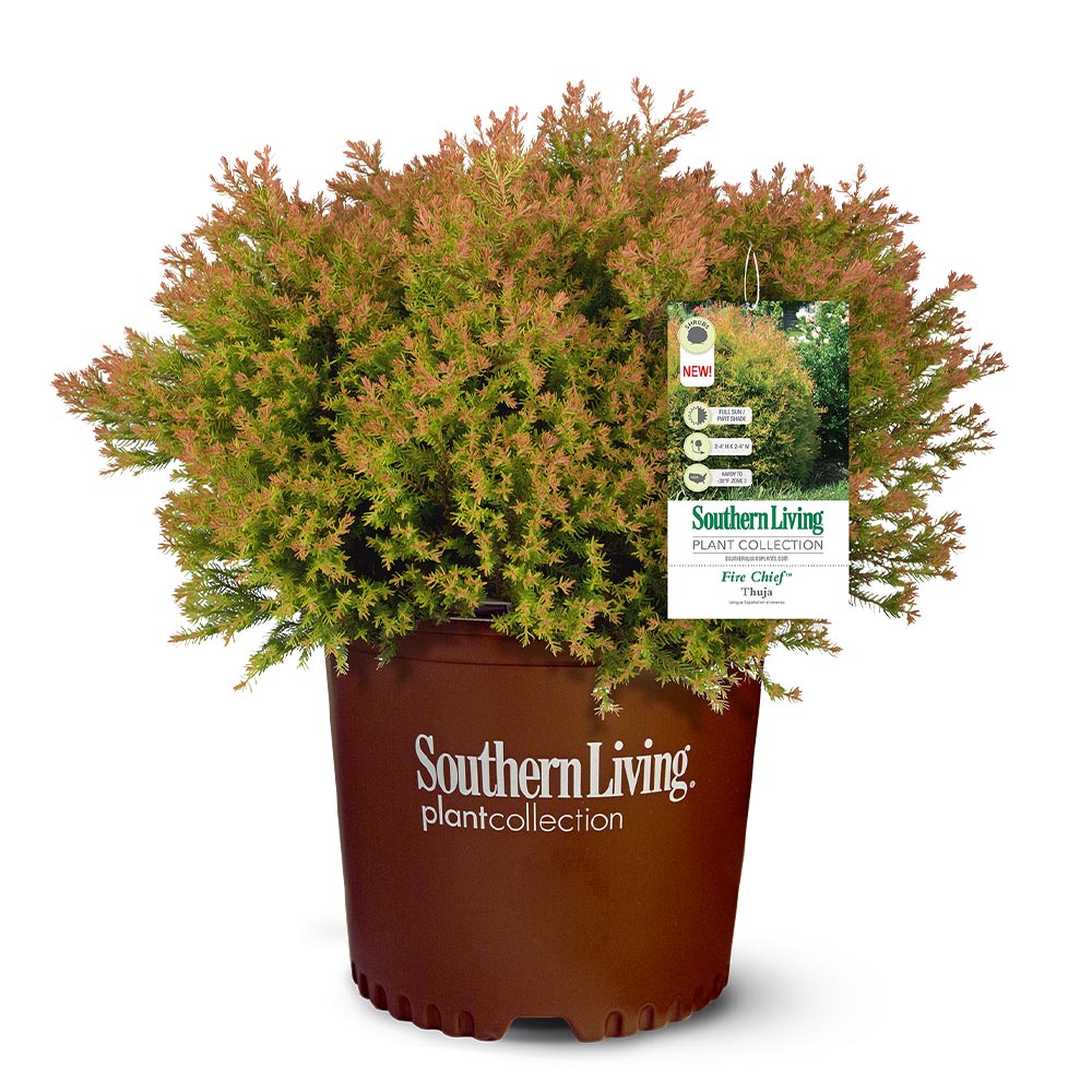 Southern Living® Fire Chief™ Thuja Shrub