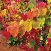 Bloomables® Flame Thrower® Redbud Tree