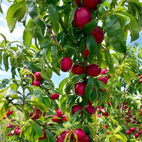 Flavortop Nectarine Tree