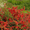 Flowering Quince