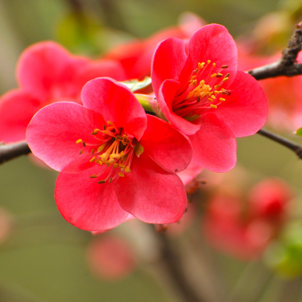 Flowering Quince