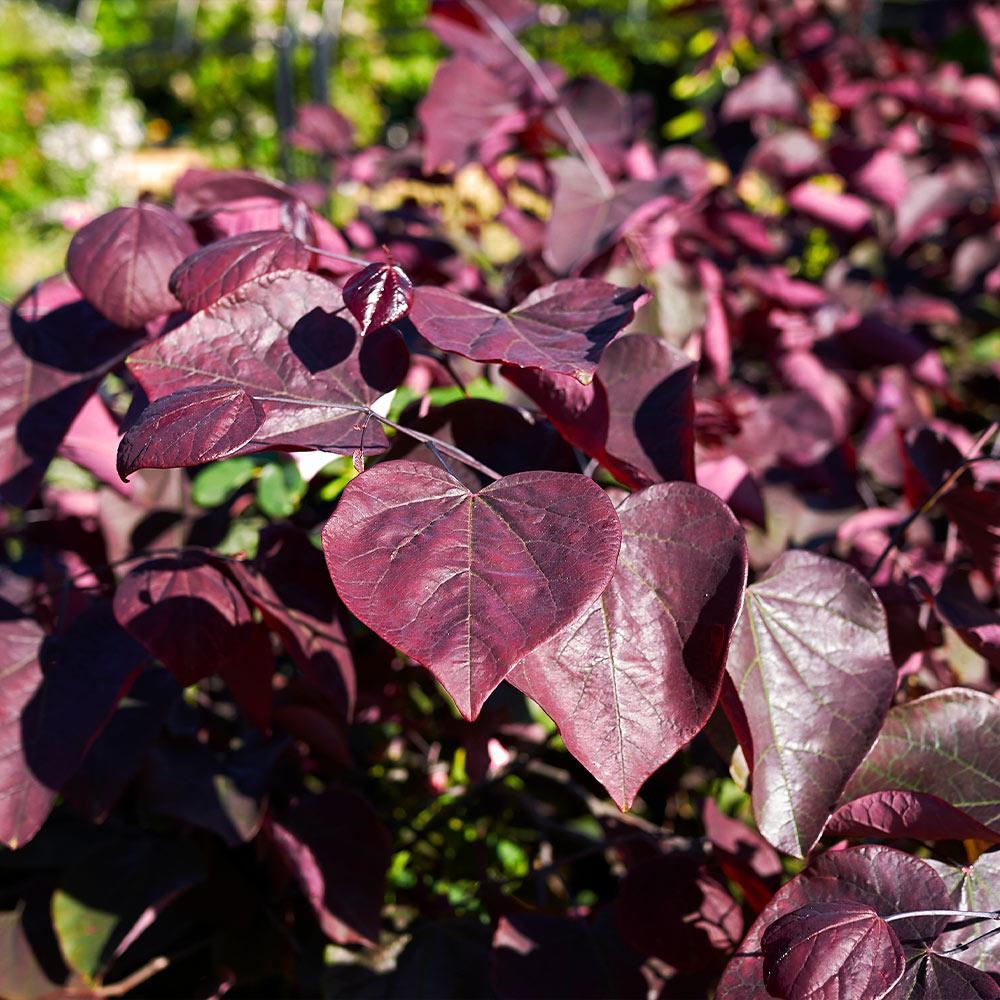 Forest Pansy Redbud