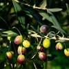 Frantoio Olive Tree