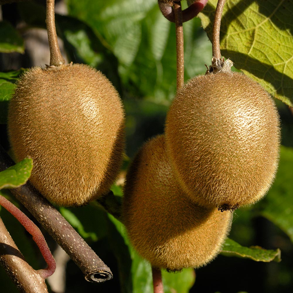 2-in-1 Fuzzy Kiwi Vine