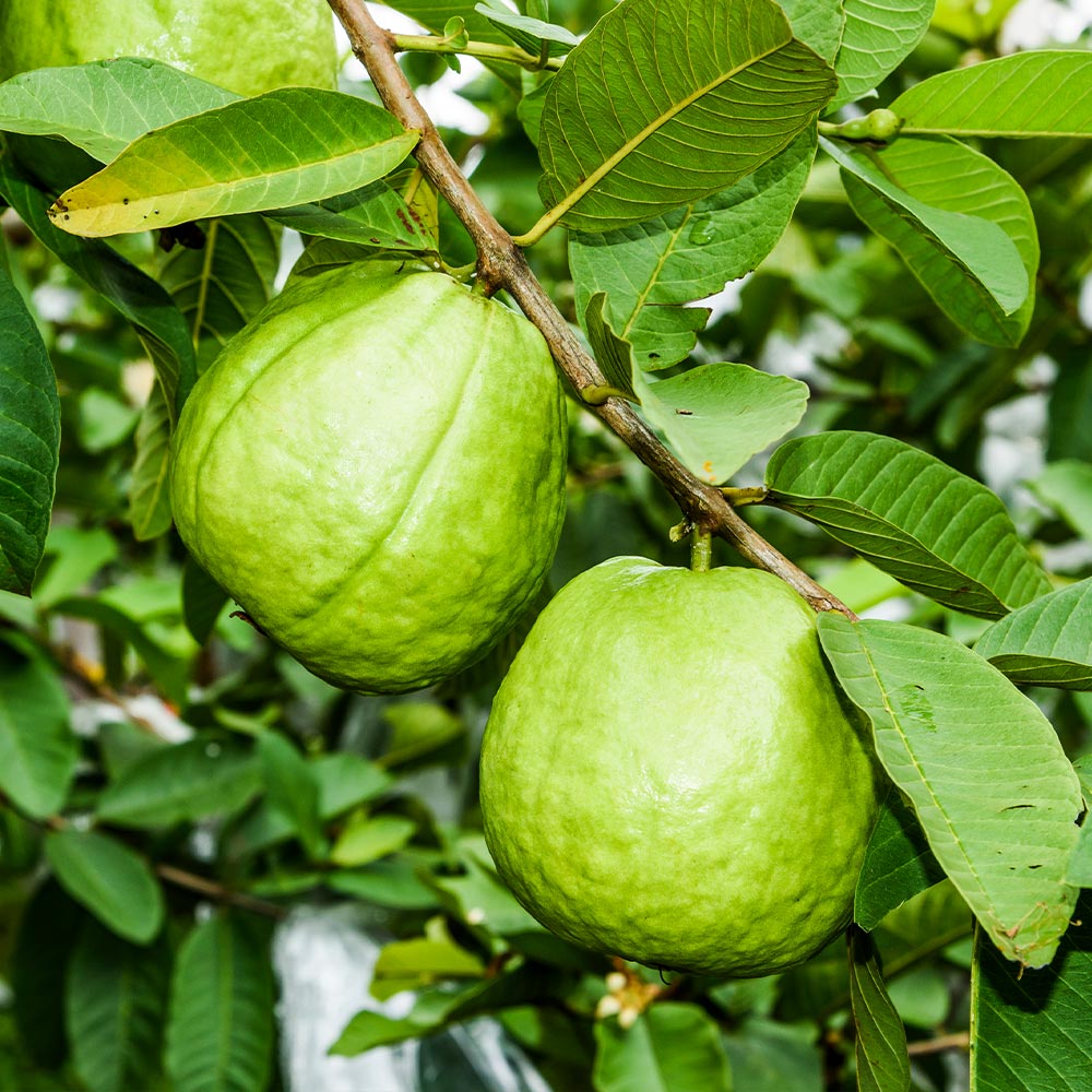Ruby Supreme Guava Tree