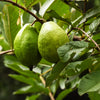 Ruby Supreme Guava Tree