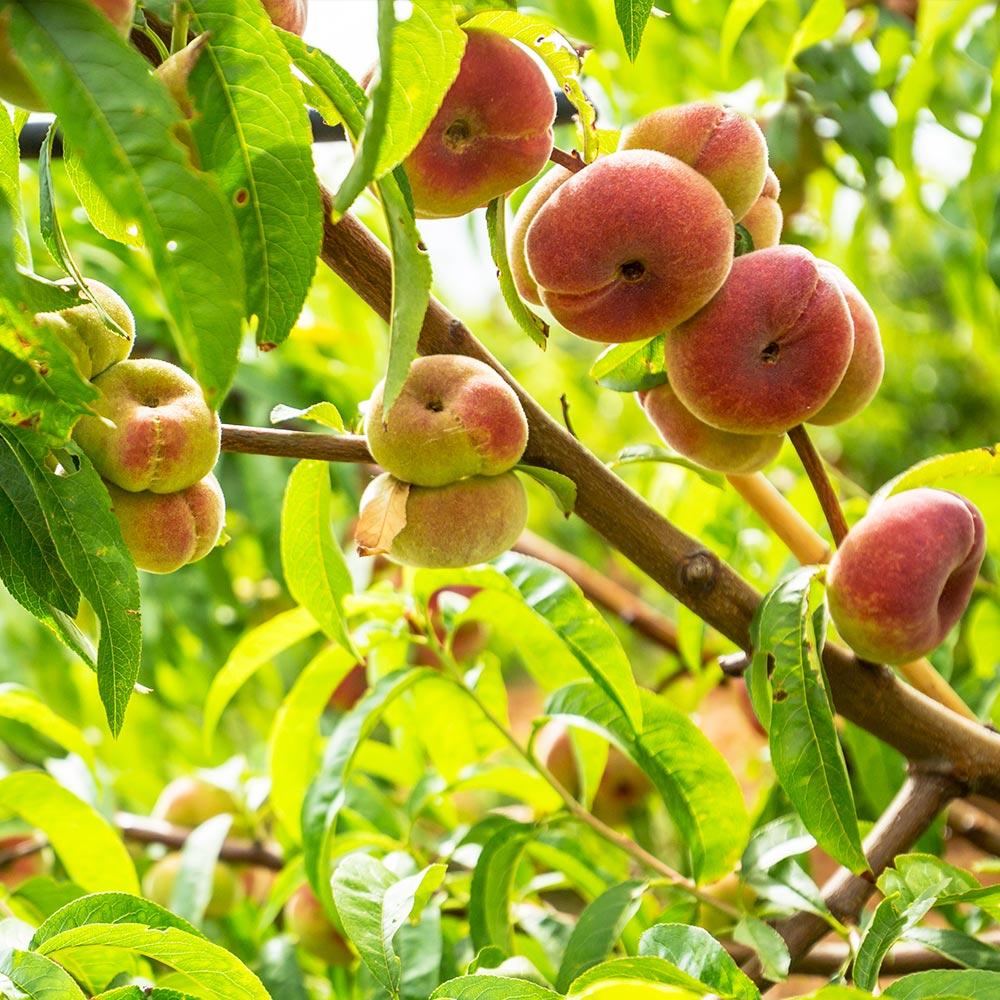 Galaxy Peach Tree