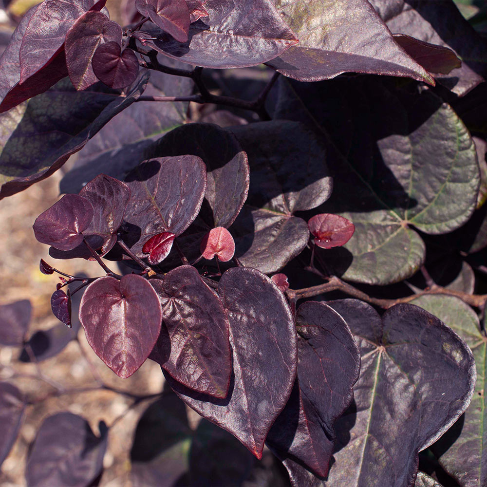 Garden Gems® Amethyst Redbud Tree