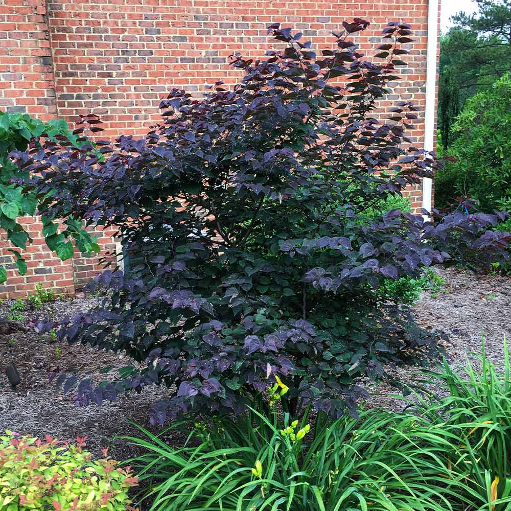 Garden Gems® Amethyst Redbud Tree