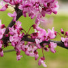 Garden Gems® Amethyst Redbud Tree