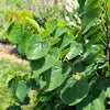Garden Gems® Emerald Redbud Tree