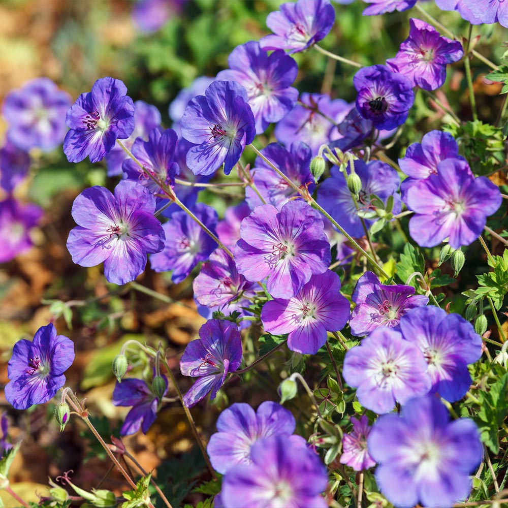 Geranium Rozanne