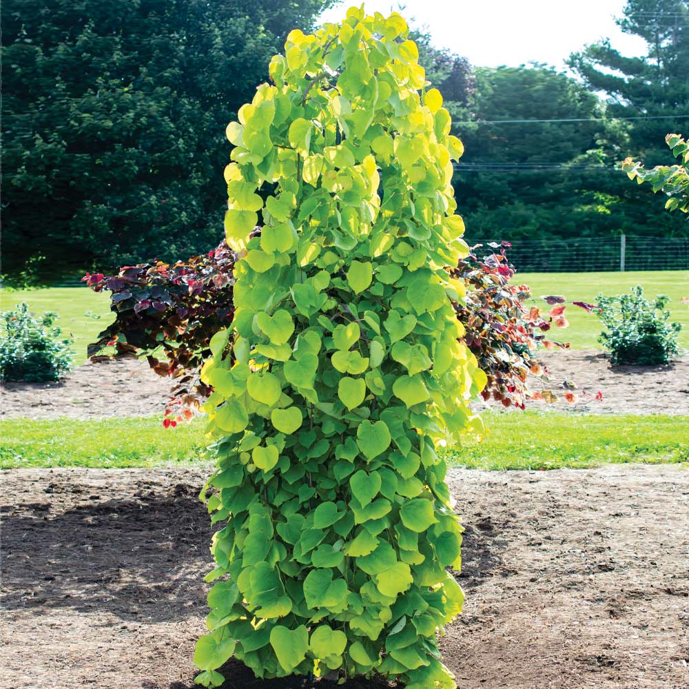Bloomables® Golden Falls® Redbud Tree