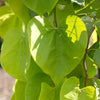 Bloomables® Golden Falls® Redbud Tree