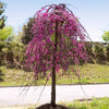 Bloomables® Golden Falls® Redbud Tree