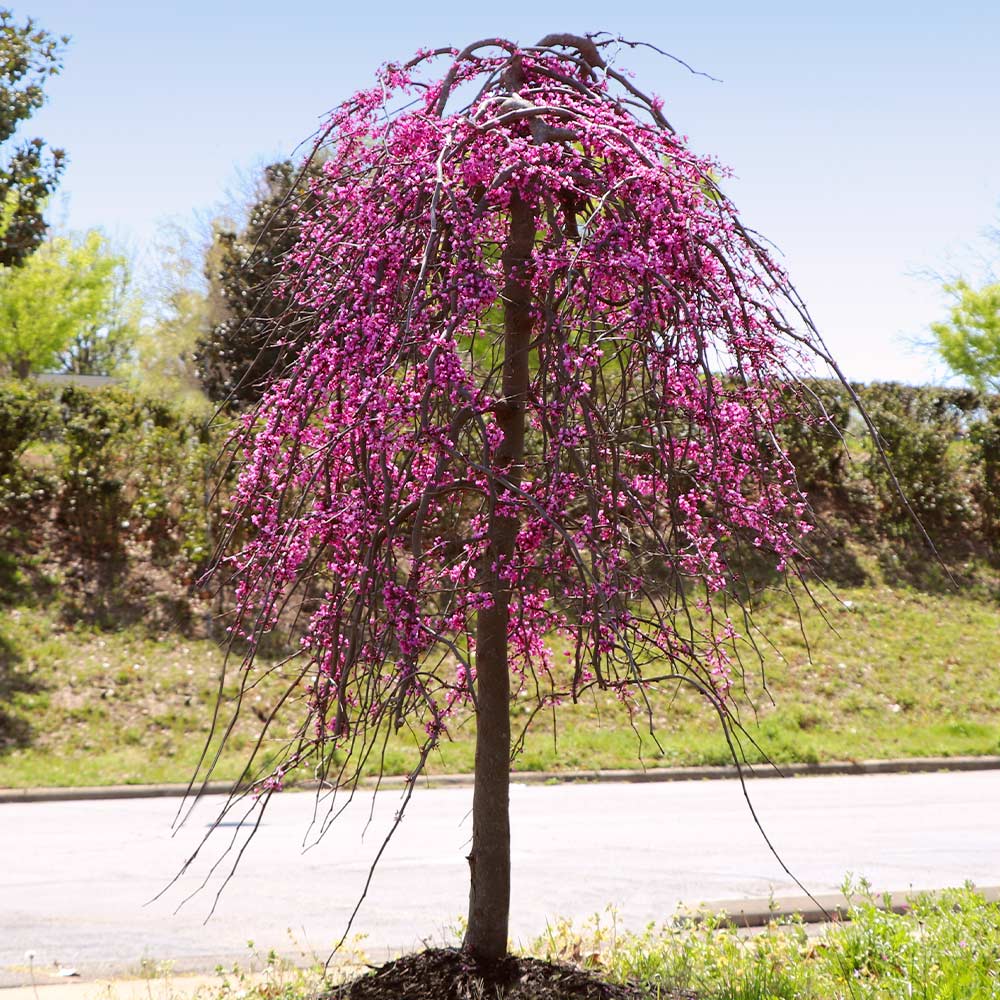 Bloomables® Golden Falls® Redbud Tree
