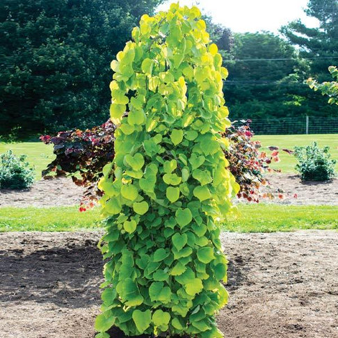 Bloomables® Golden Falls® Redbud Tree