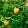 Golden Raspberry Plant - USDA Organic