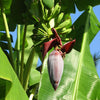 Grand Nain 'Naine' Banana Tree