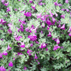 Green Cloud Texas Sage Shrub