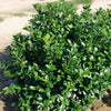 Green Goblet Cherry Laurel Shrub