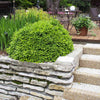 Green Velvet Boxwood Shrub