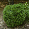 Hetz Midget Thuja Shrub
