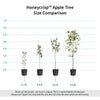 Honeycrisp™ Apple Tree