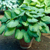 Guacamole Hosta