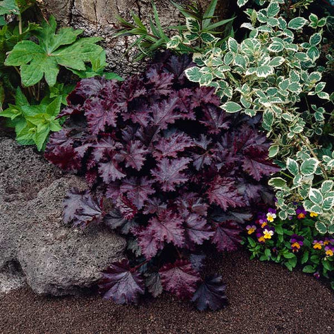 Palace Purple Heuchera