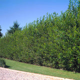 block-image