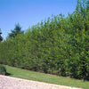 Willow Hybrid Tree