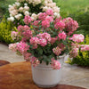 Proven Winners® Fire Light® Hydrangea Shrub