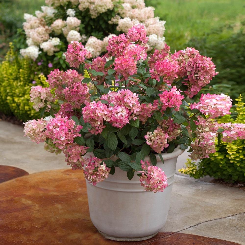 Proven Winners® Fire Light® Hydrangea Shrub
