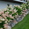 Proven Winners® Fire Light® Hydrangea Shrub