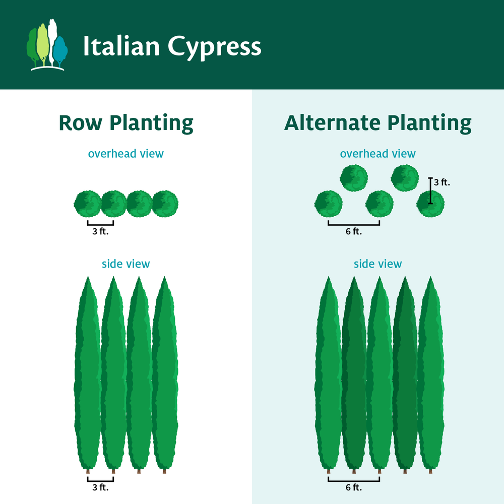Italian Cypress Tree